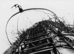 Silo ladder with vines. Photo by Robert MacSwain (1987).