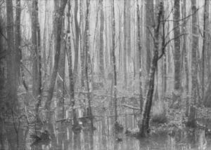 Swamp. Photo by Robert MacSwain (1987).